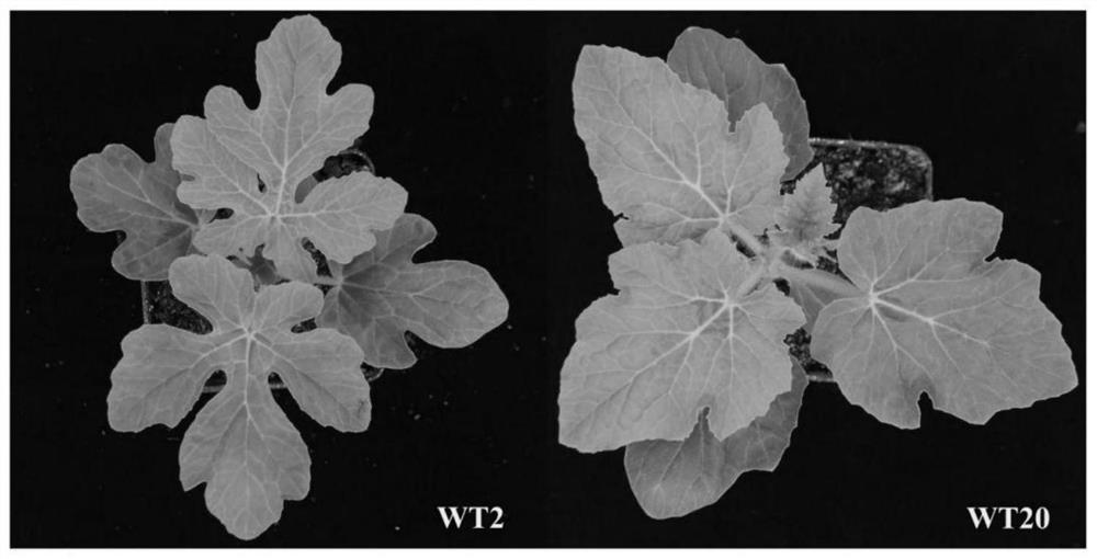 SNP (Single Nucleotide Polymorphism) site for detecting watermelon peripheral leaf shape, closely-linked molecular marker and application of SNP site and closely-linked molecular marker