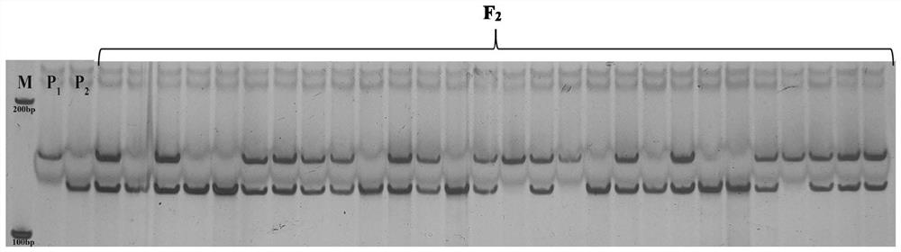 SNP (Single Nucleotide Polymorphism) site for detecting watermelon peripheral leaf shape, closely-linked molecular marker and application of SNP site and closely-linked molecular marker