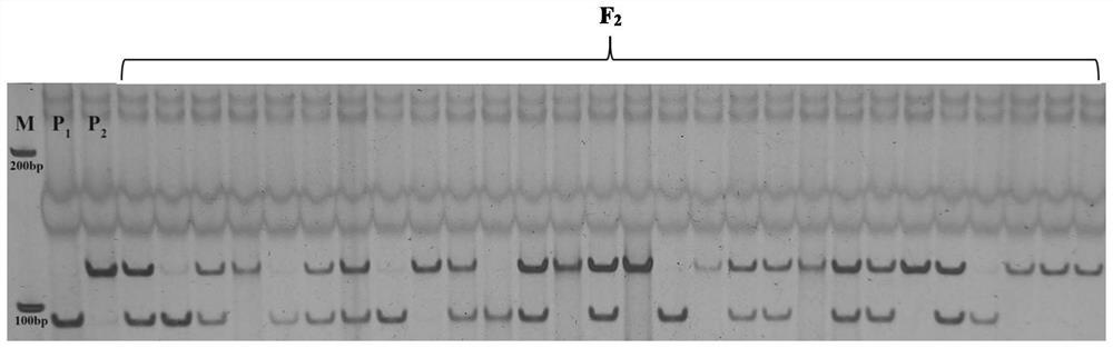 SNP (Single Nucleotide Polymorphism) site for detecting watermelon peripheral leaf shape, closely-linked molecular marker and application of SNP site and closely-linked molecular marker
