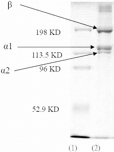 Preparation and application of dura mater repairing material