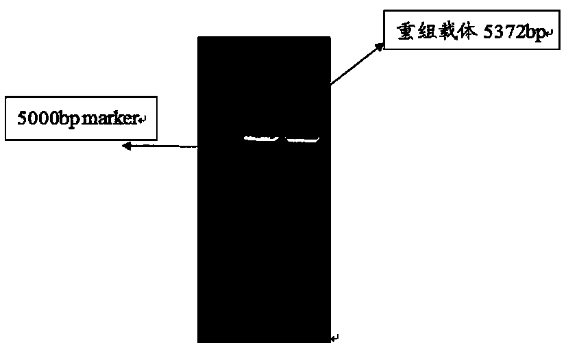 Preparation method and application of endothelial vesicles of Escherichia coli with endogenous high expression of microRNA in anti-tumor drug preparation