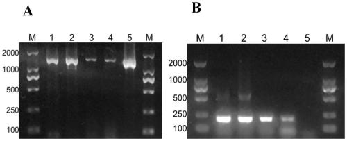 Technical method for identifying human mycobacterium tuberculosis, mycobacterium bovis and bacillus calmette-guerin (BCG)