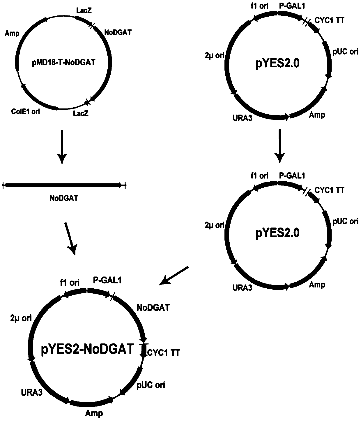 A gene with triacylglycerol synthesis function and its application