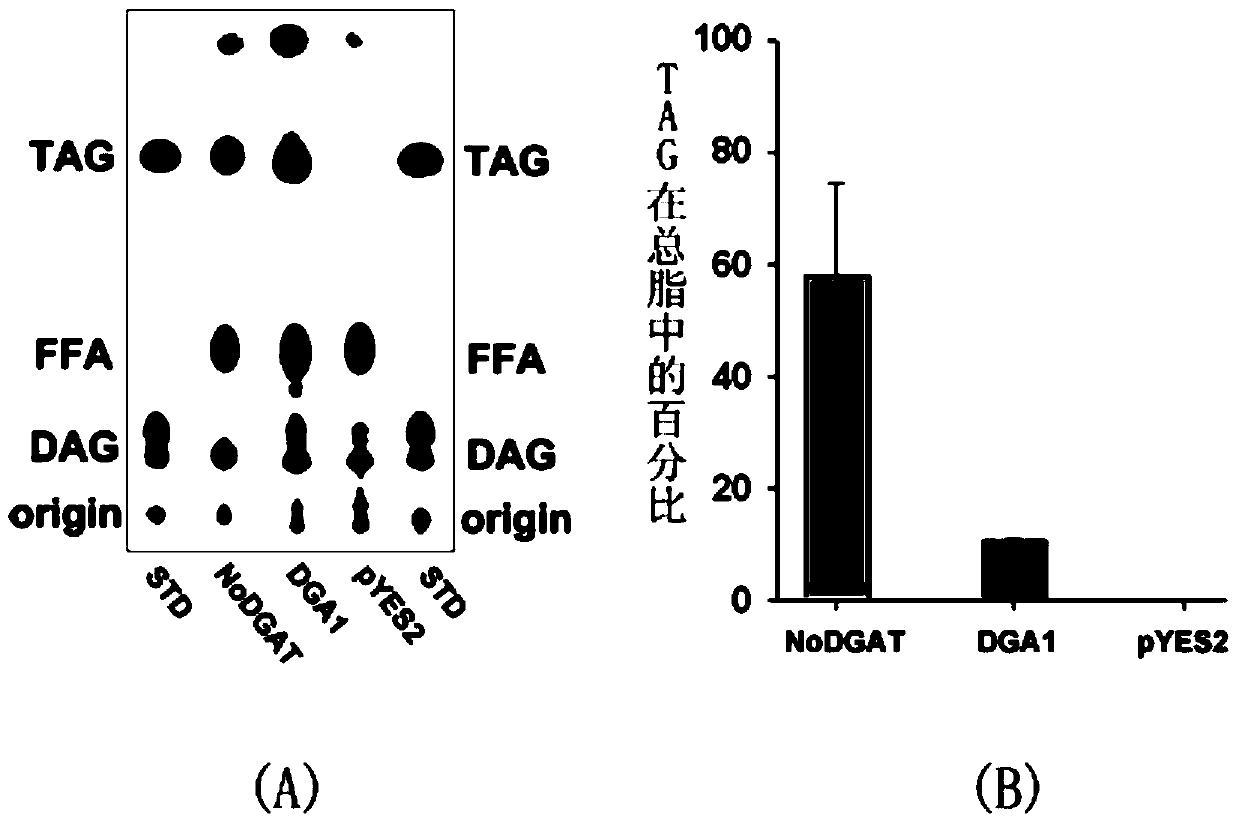 A gene with triacylglycerol synthesis function and its application