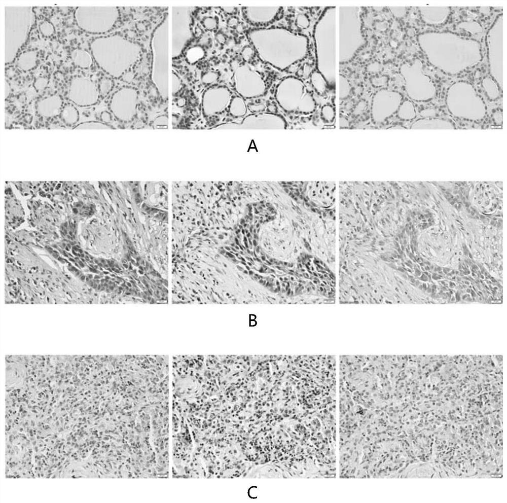 Hematoxylin counterstain solution and staining method for immunohistochemical staining