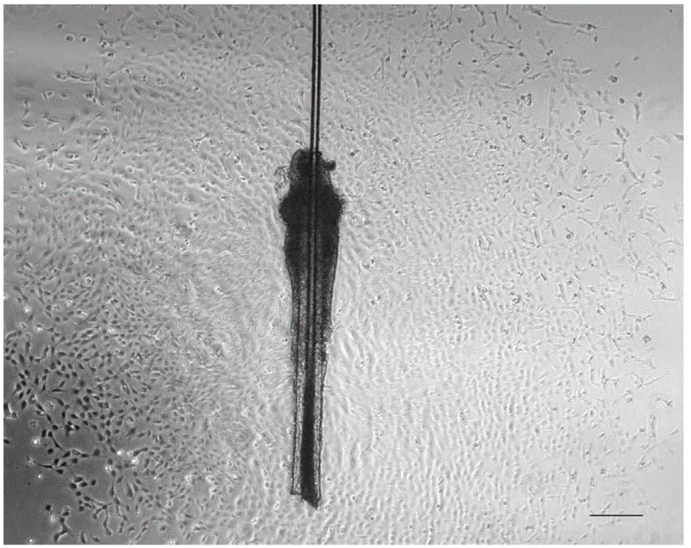 Preparation method of artificial skin by taking VEGF165 gene modified hair follicle stem cells as seed cells