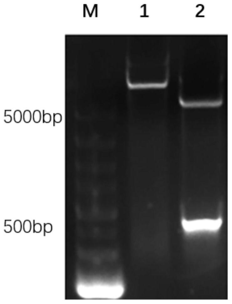 High expression and application of recombinant porcine interleukin 22 in Escherichia coli