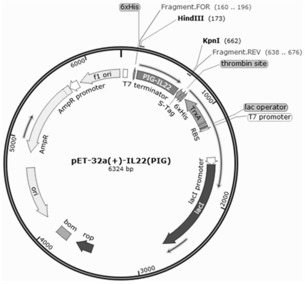 High expression and application of recombinant porcine interleukin 22 in Escherichia coli