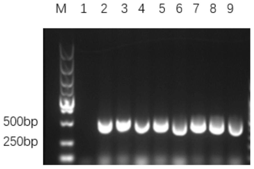 High expression and application of recombinant porcine interleukin 22 in Escherichia coli