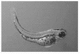 Method for applying zebra fish to test toxicity of organic solvent