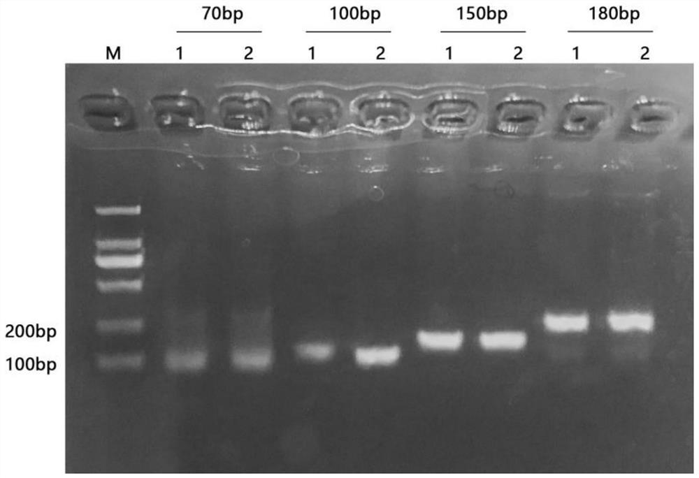 A method for extremely fast nucleic acid amplification and its equipment and application