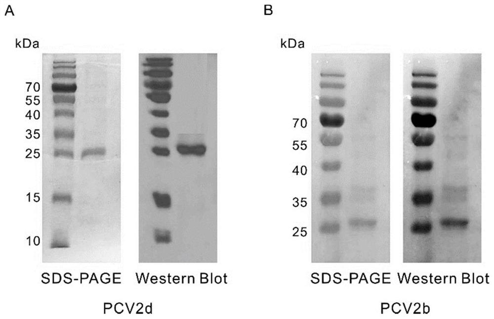 Bivalent subunit vaccine of porcine circovirus type 2b and type 2d and preparation method thereof