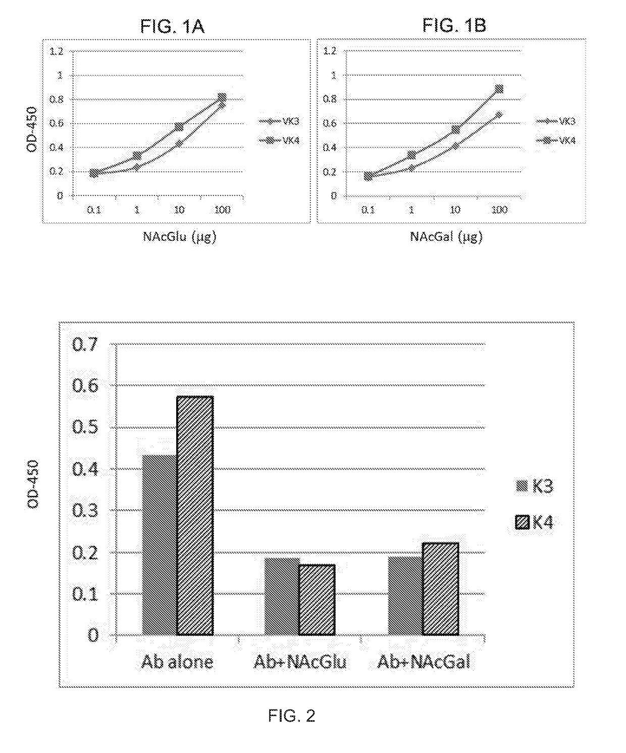 Antibodies against n-acetylgucosamine and n-acetyl-galactosamine