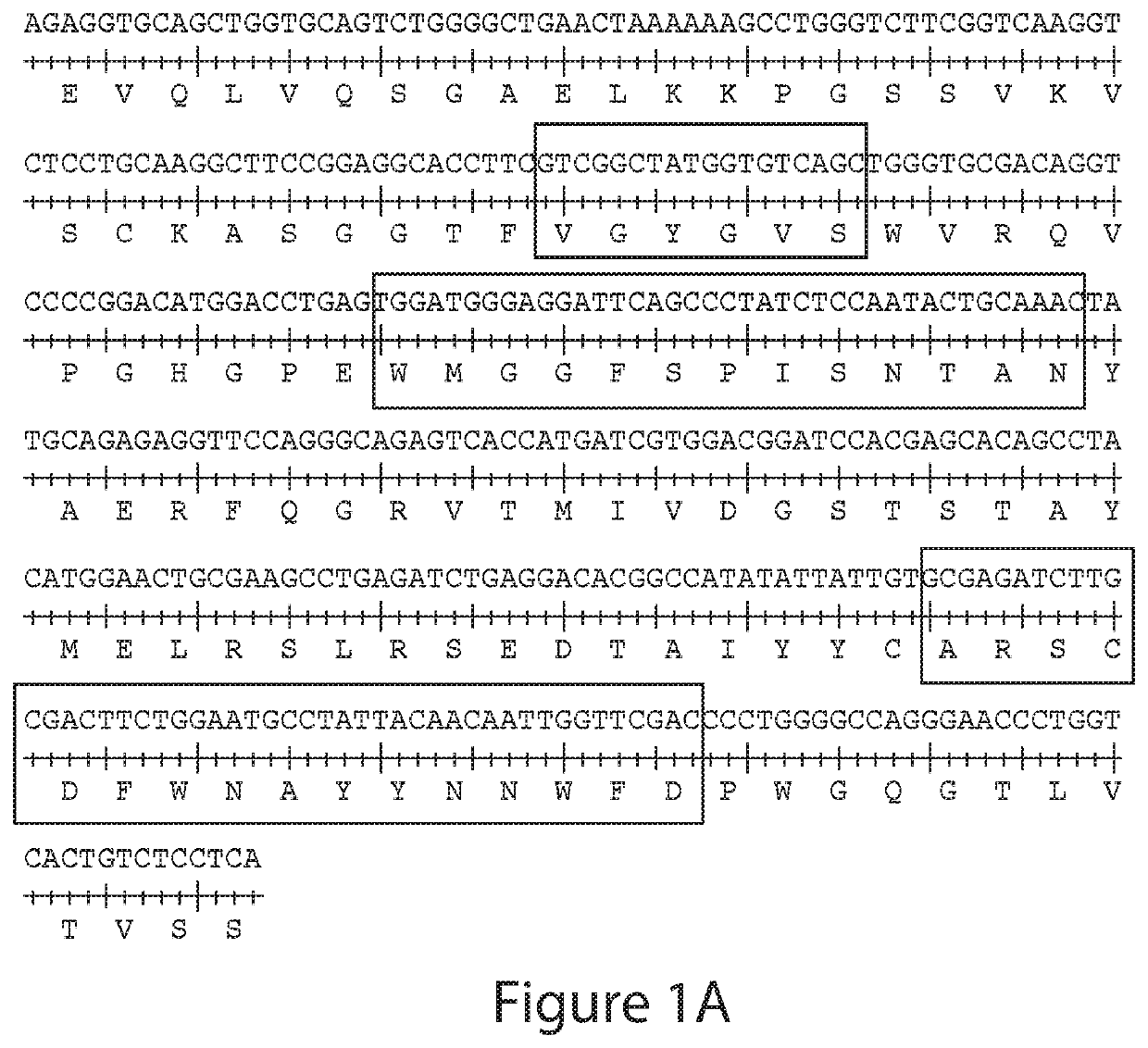 Antibodies to Andes hantavirus, and methods for using same