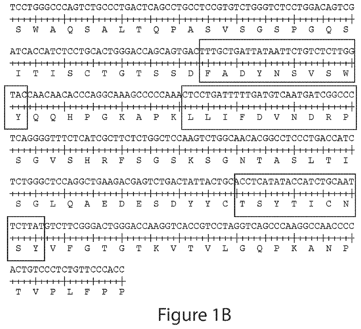 Antibodies to Andes hantavirus, and methods for using same