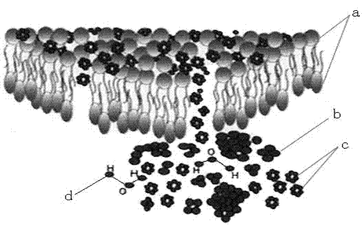 Hufeng spring micromolecules activated water