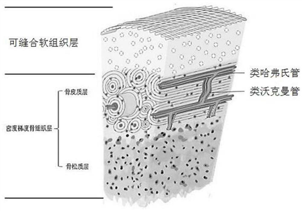 Preparation method of super-bionic soft and hard tissue composite scaffold
