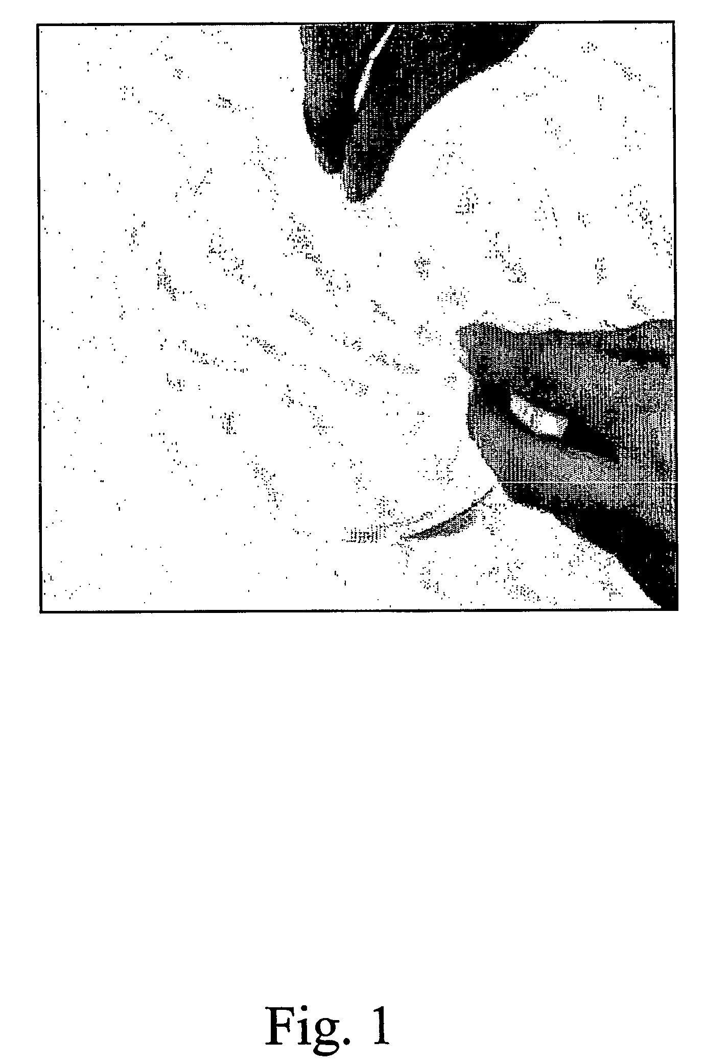 Milk protein biofilm and uses thereof
