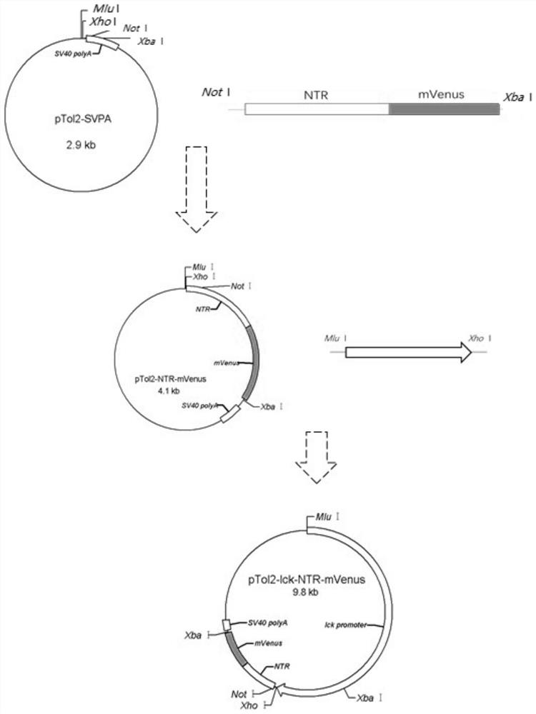 Preparation method and application of transgenic zebra fish capable of specifically removing T cells