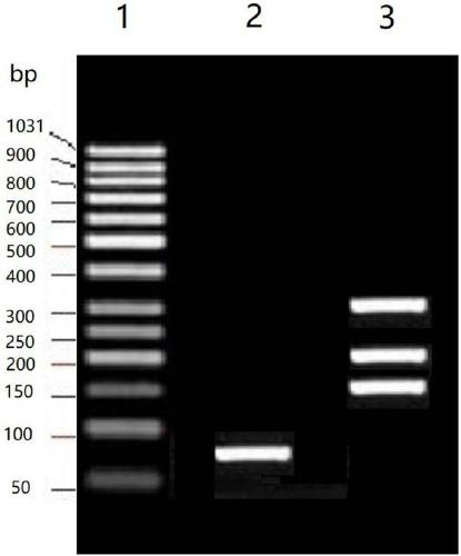 Quick amplifying reagent kit and amplifying method of CYP2C19 gene