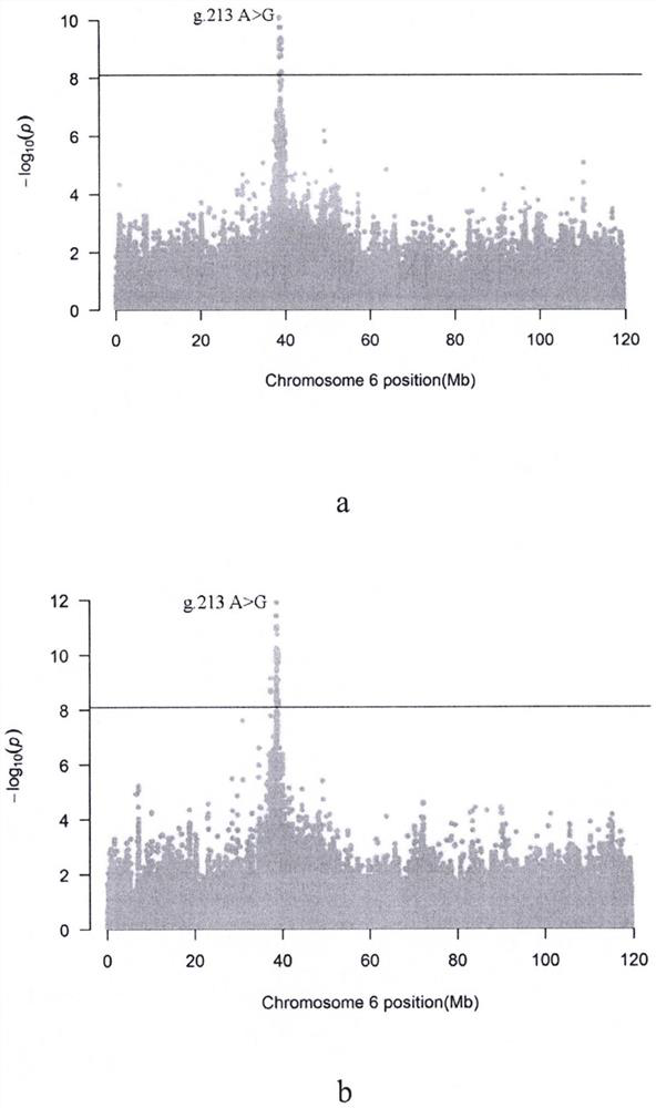 SNP loci associated with hind tendon and monk head weight on chromosome 6 of meat Simmental cattle and their application