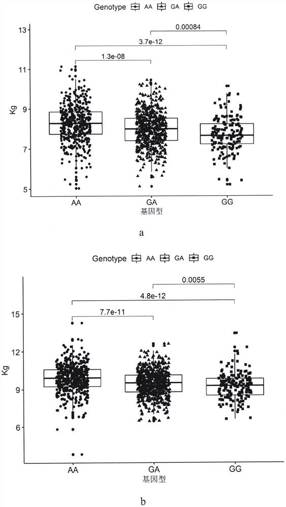 SNP loci associated with hind tendon and monk head weight on chromosome 6 of meat Simmental cattle and their application