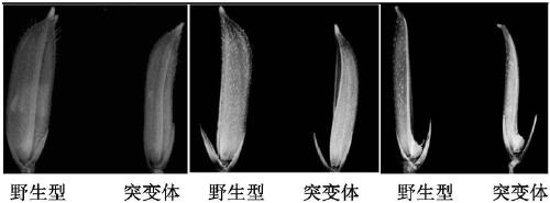 Method for obtaining male sterile lines of rice through fertility genes S44