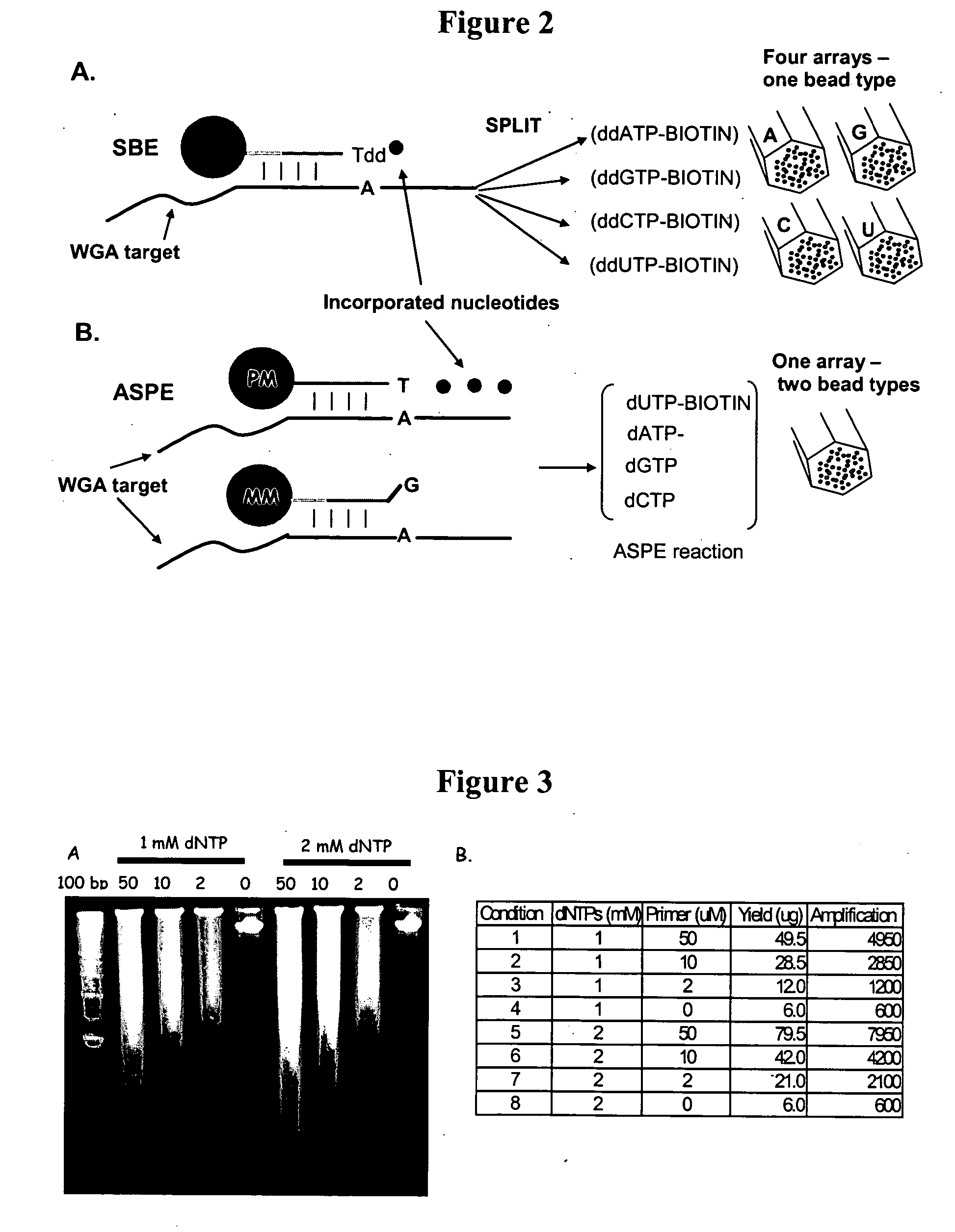 Methods and compositions for whole genome amplification and genotyping