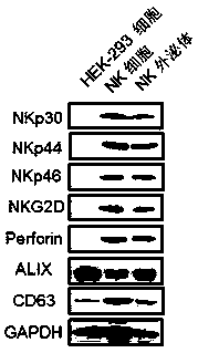 Application of NK cell exosome and related miRNA in preparation of COVID-19 virus inhibitor