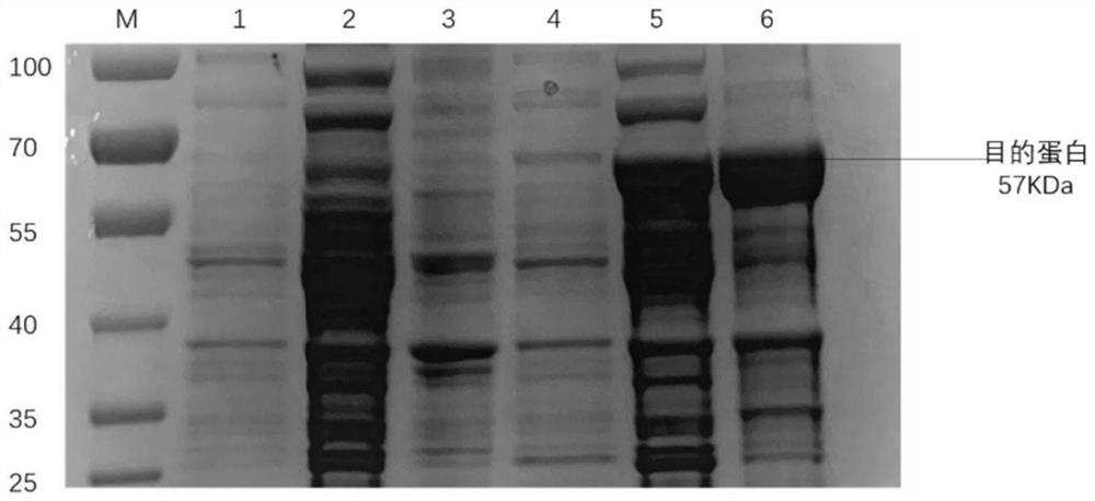 Avian metapneumovirus antibody double-antigen sandwich method ELISA detection kit and application thereof