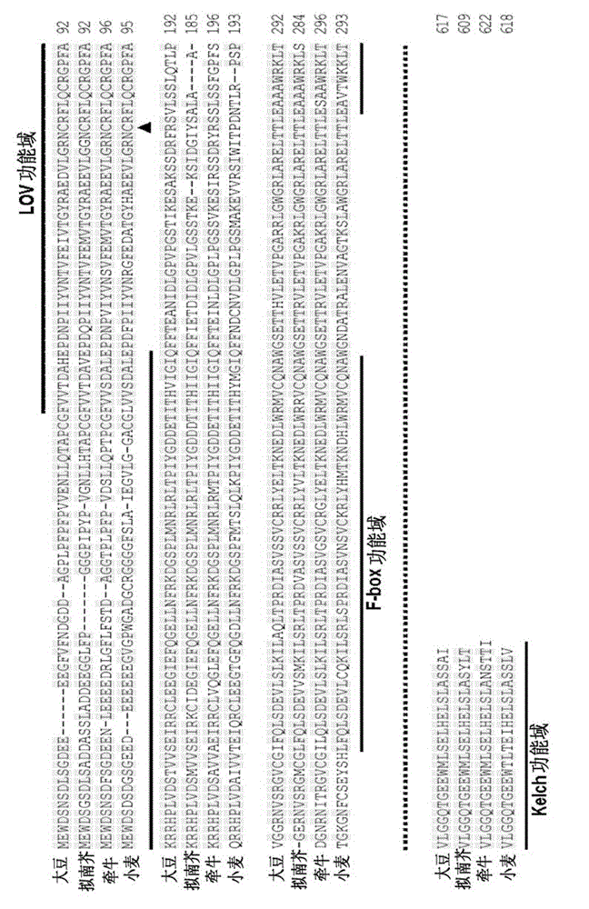 Optical soybean receptor protein GmZTL2 and application thereof