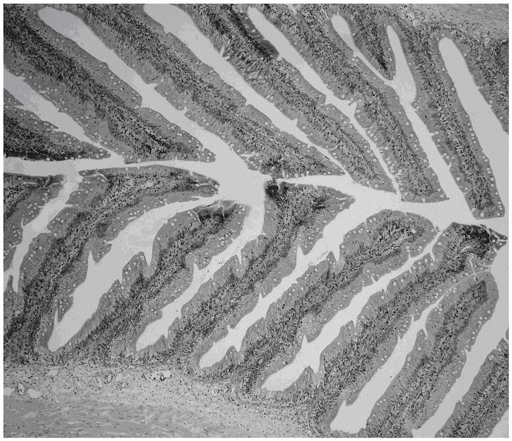 Method for establishing gossypol induced fish enteritis model