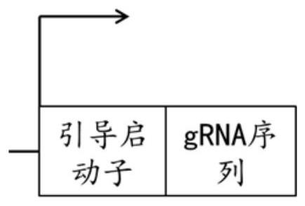 AND gate gene circuit and method for acquiring AND gate gene circuit