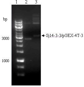 Anti-schistosoma japonicum Sj14-3-3 protein monoclonal antibody and application thereof in immune diagnosis