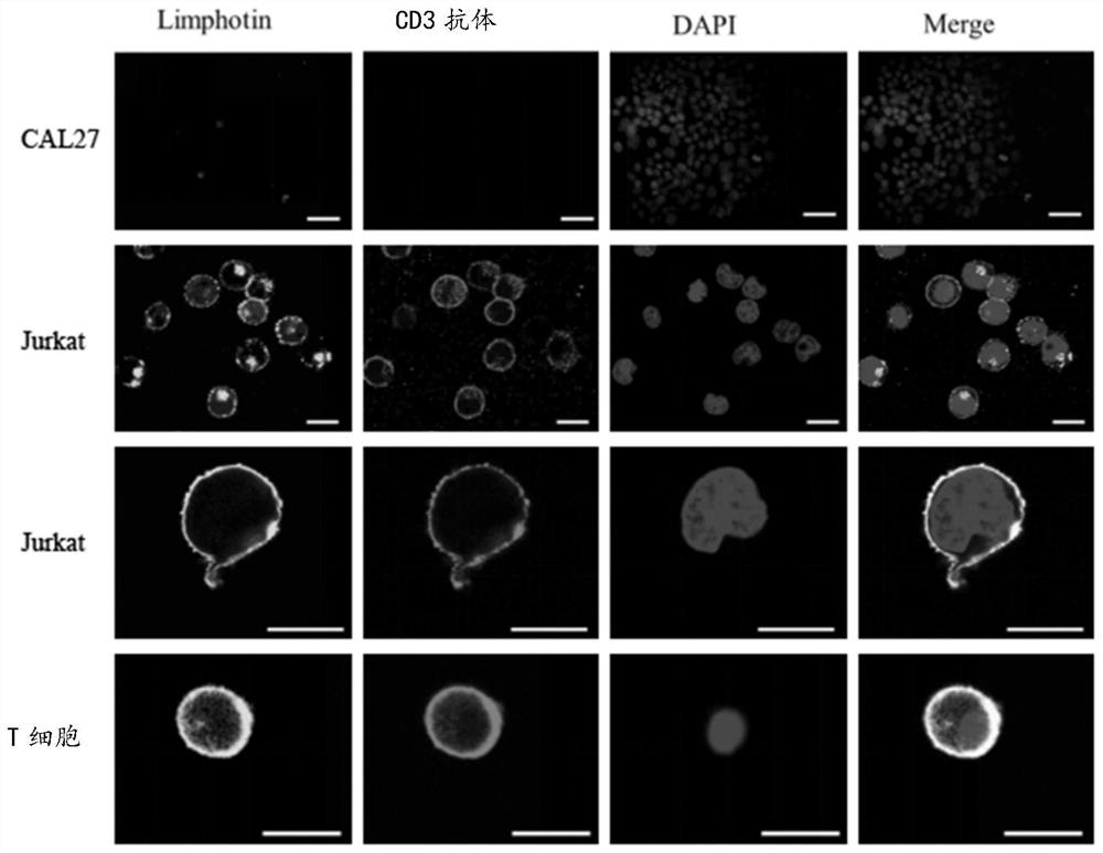 Polypeptide specifically bound with CD3 and application of polypeptide