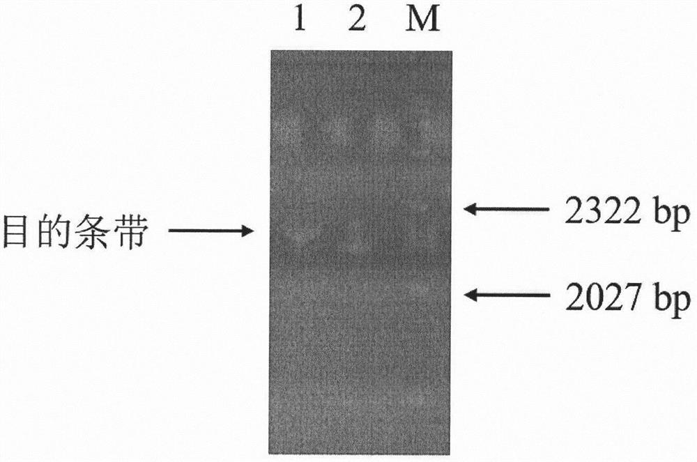 Cytochrome p450 reductase 2 of Amaryllidaceae and its coding gene and application