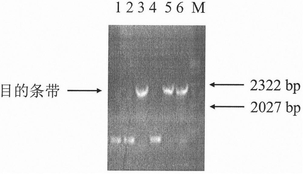 Cytochrome p450 reductase 2 of Amaryllidaceae and its coding gene and application