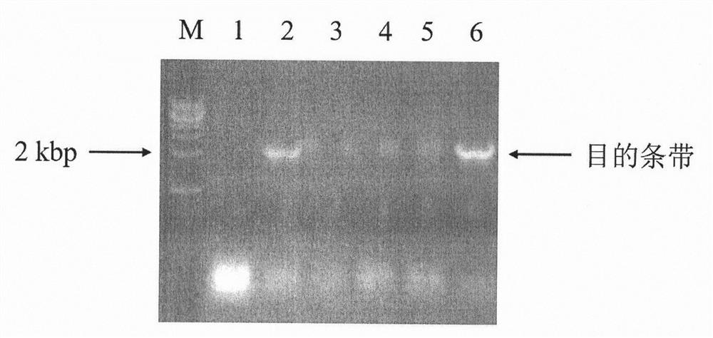 Cytochrome p450 reductase 2 of Amaryllidaceae and its coding gene and application