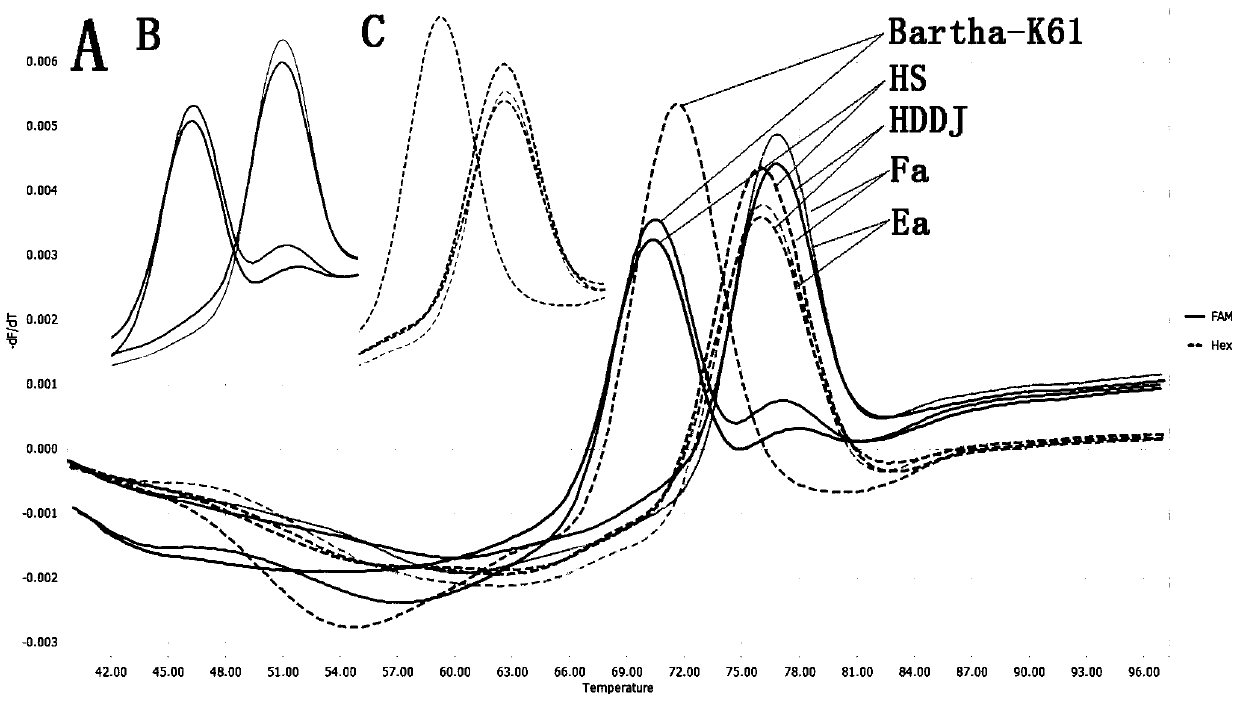 A two-color fluorescent detection method, primers and probes for rapidly distinguishing prv Chinese type, European and American type and vaccine strains