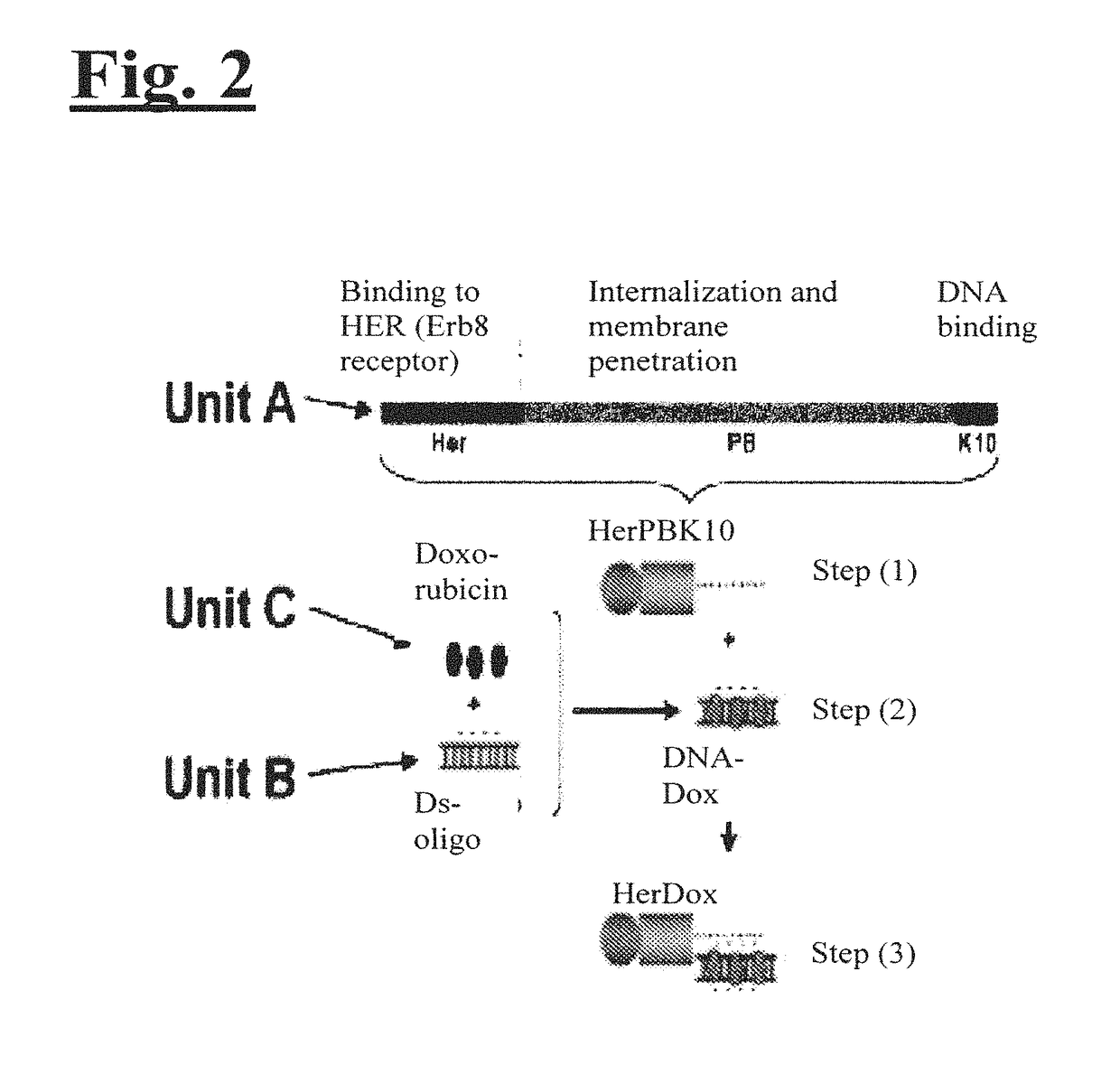 Targeting trastuzumab-resistant her2+ breast cancer with a her3-targeting nanoparticle