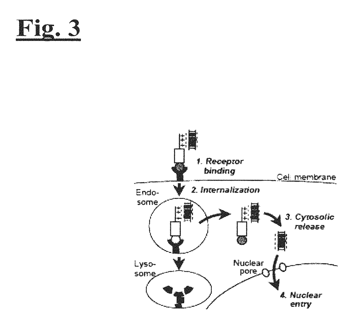 Targeting trastuzumab-resistant her2+ breast cancer with a her3-targeting nanoparticle