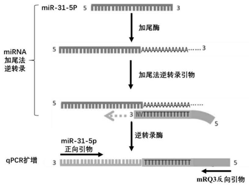 Application of miR-31-5p in acute myelogenous leukemia