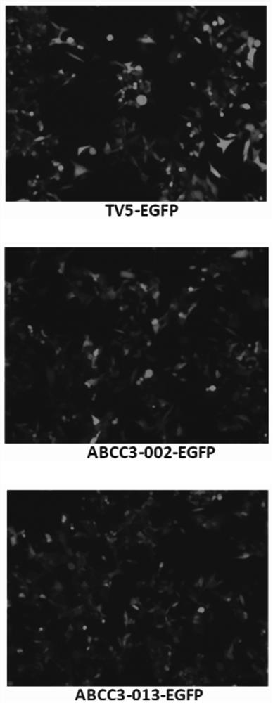 Application of abcc3-013 mRNA in the preparation of a kit for detecting clopidogrel resistance and its kit