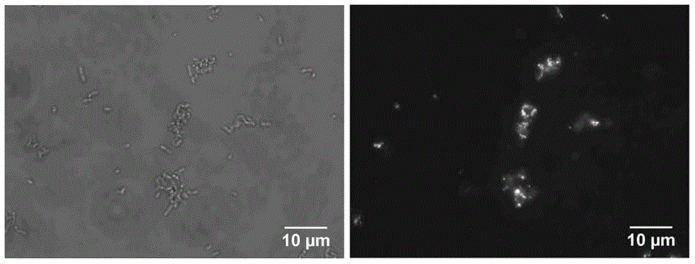 Application of conjugated polymer PFP-G2