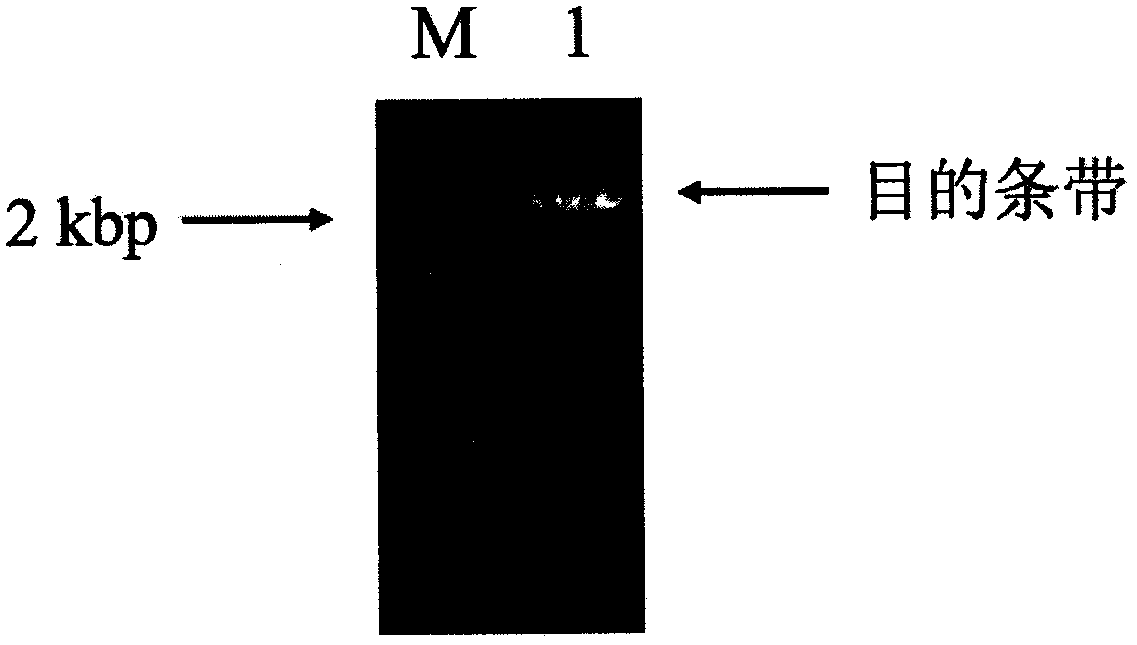 Cytochrome p450 reductase 1 of Amaryllidaceae and its coding gene and application