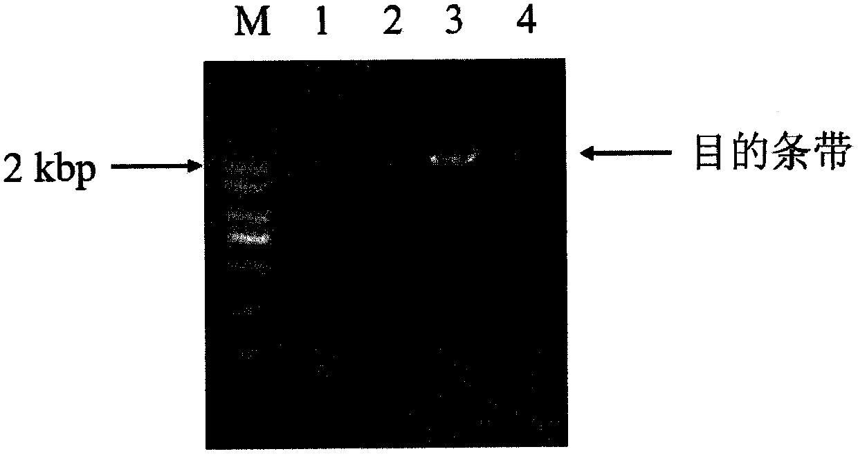 Cytochrome p450 reductase 1 of Amaryllidaceae and its coding gene and application