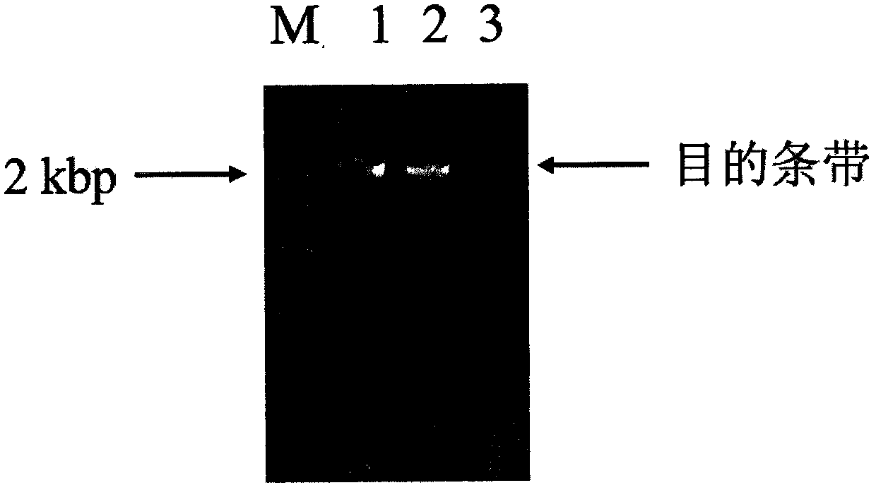 Cytochrome p450 reductase 1 of Amaryllidaceae and its coding gene and application