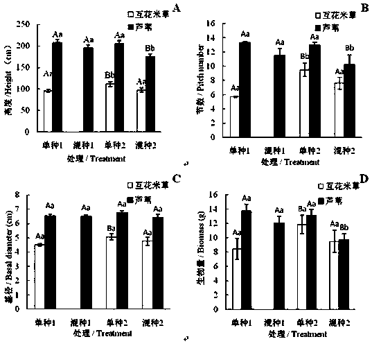 Method for competition regulation by adopting phragmites australis at airport and spartina alterniflora