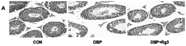 Application of c-Src/PI3K signal channel in reproductive injury protection