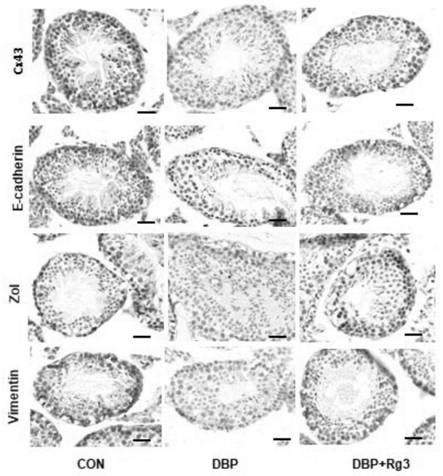 Application of c-Src/PI3K signal channel in reproductive injury protection